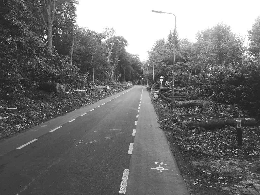 bomenkap Venloseweg Grubbenvorst sept 2017